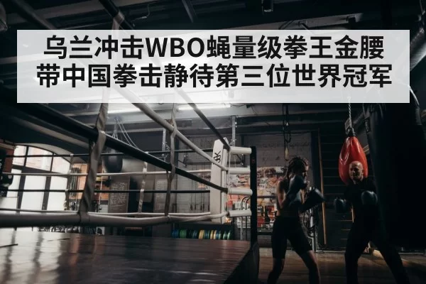 boxer training